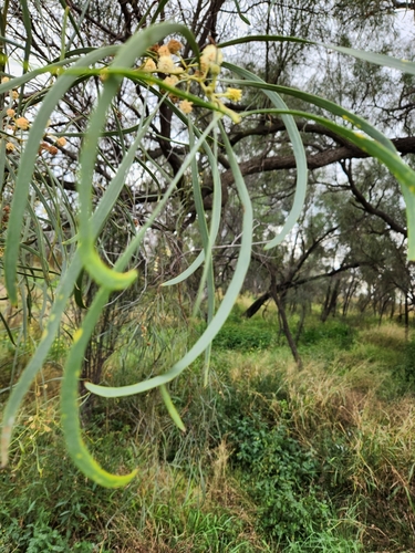 Acacia stenophylla