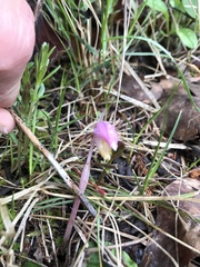 Calypso bulbosa