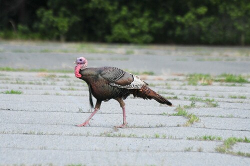 Wild Turkey photographed in Delaware