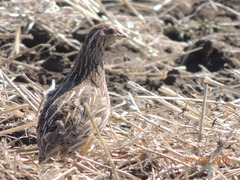 Coturnix coturnix