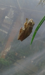 Polypedates leucomystax