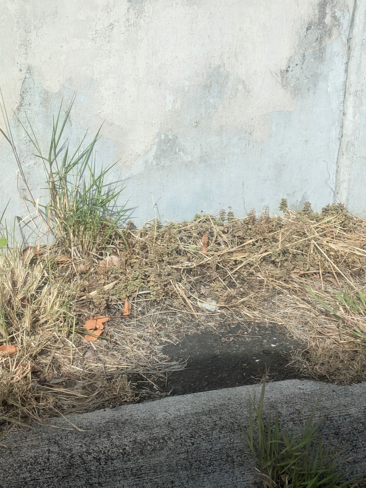Imagem de Dinheiro-em-penca