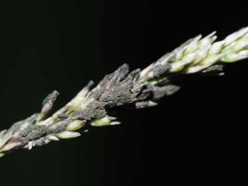 Curvularia ravenelii observed 2024-06-29
