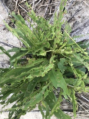 Trirhabda canadensis