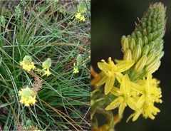 Bulbine lagopus