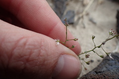 Nemacladus orientalis