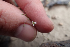 Nemacladus orientalis