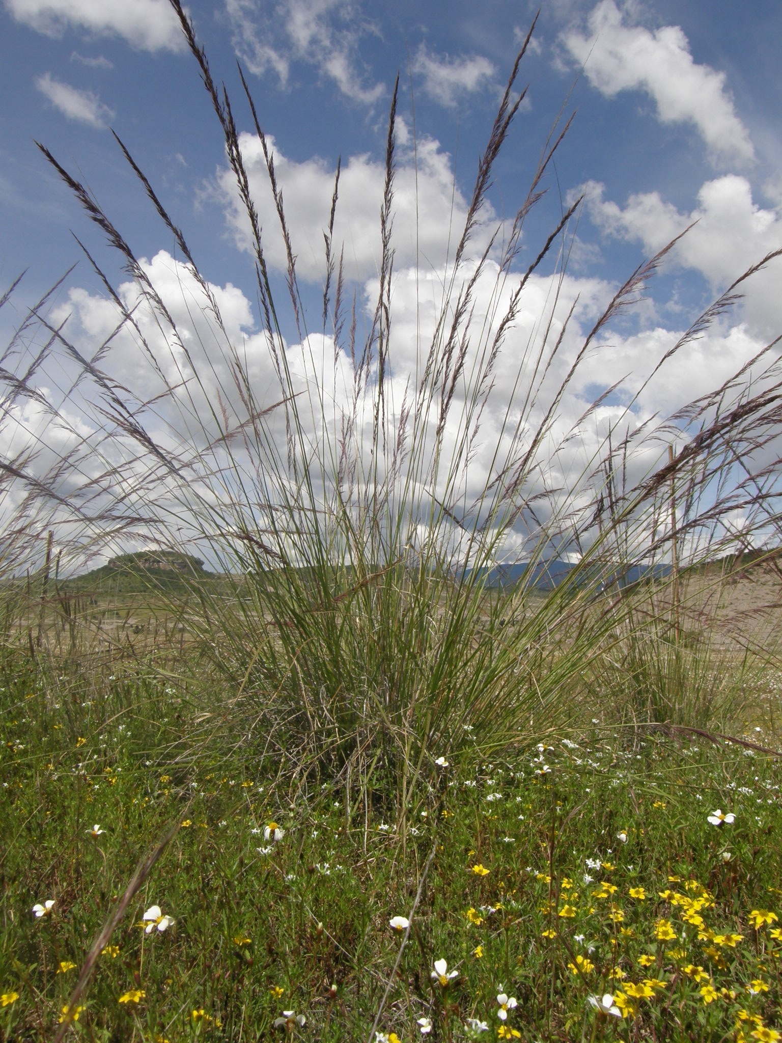 Muhlenbergia rigida