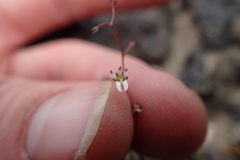 Nemacladus orientalis