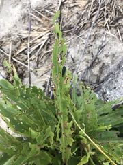 Trirhabda canadensis