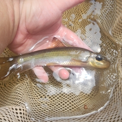 Bigeye Jumprock photo 1