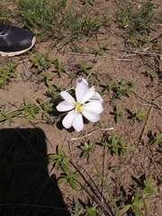 Oenothera albicaulis