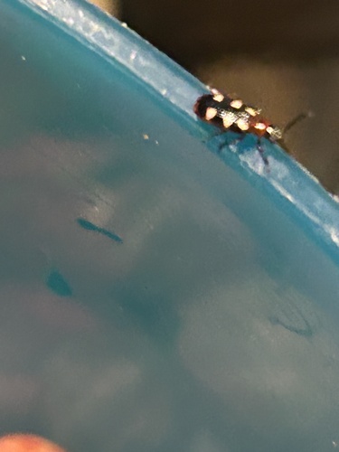 Common Asparagus Beetle photo 5