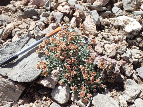 Image of Eriogonum gilmanii by (c) Martin Purdy, some rights reserved (CC BY)