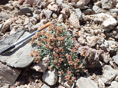 Eriogonum gilmanii