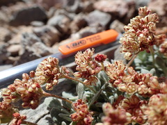 Eriogonum gilmanii