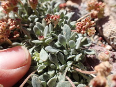 Eriogonum gilmanii