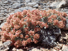Eriogonum gilmanii