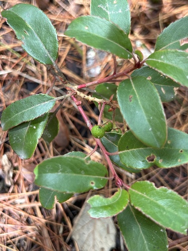 Arbutus occidentalis (Arbutus occidentalis)