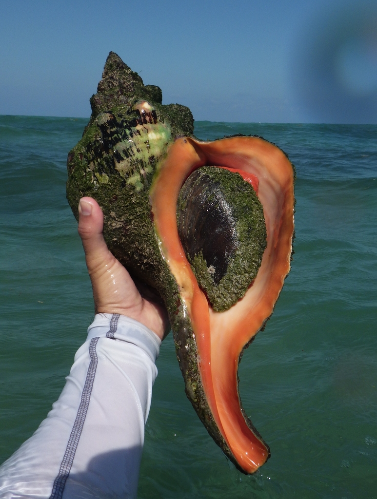 Fasciolariinae