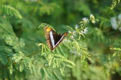 Doxocopa laure laure