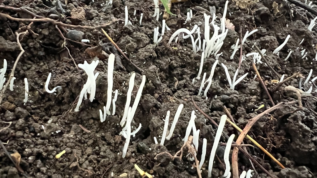 Clavaria fragilis · July 2024 · photo: © keith_seifert (iNaturalist, cc0)