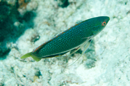 Cirrhilabrus observed 2012-11-16