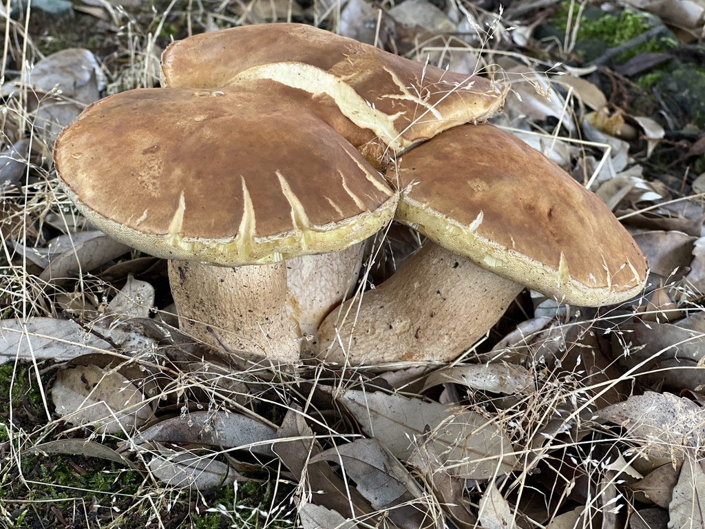 Boletus reticulatus · July 2024 · photo: © hirokiit (iNaturalist, cc-by)