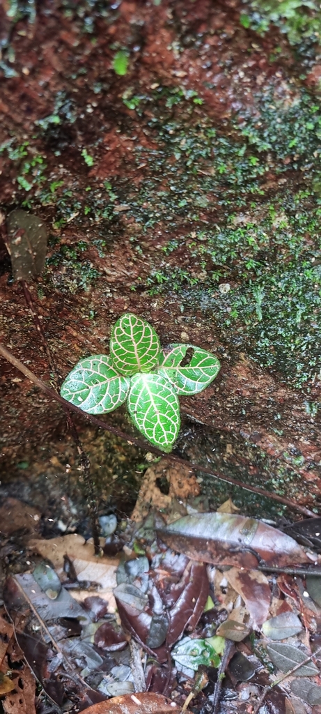 Fittonia (Nerve Plant)