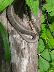 Thamnophis sirtalis semifasciatus