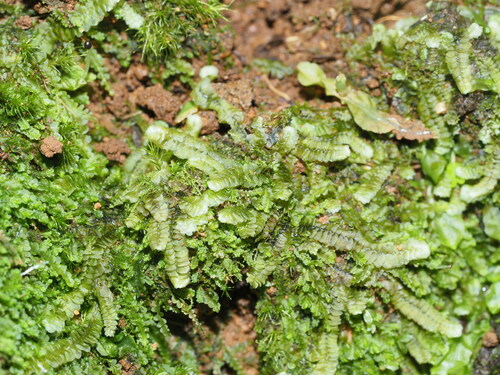 Calypogeia tosana, 2024-06-29