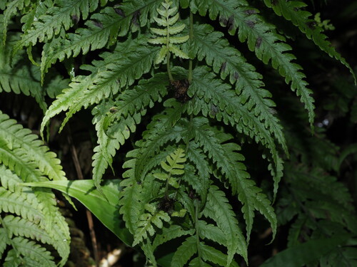 Deparia prolifera observed 2024-06-29
