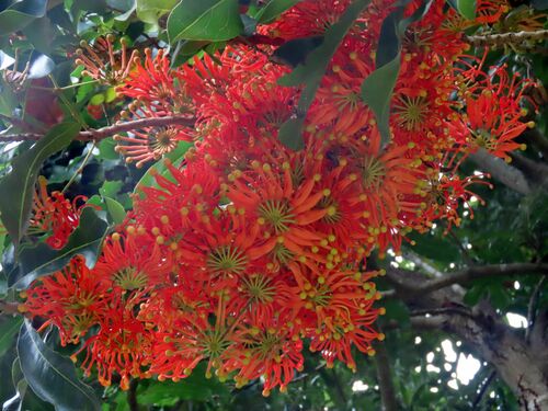 Stenocarpus sinuatus
