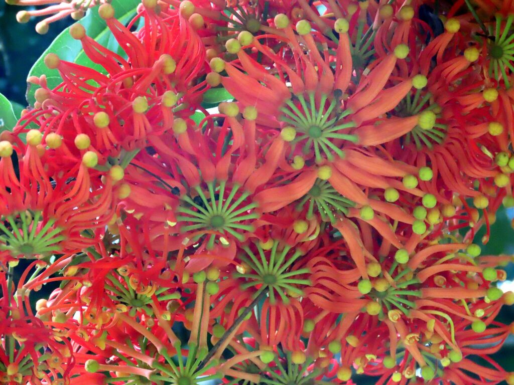 Stenocarpus sinuatus - council-listed tree