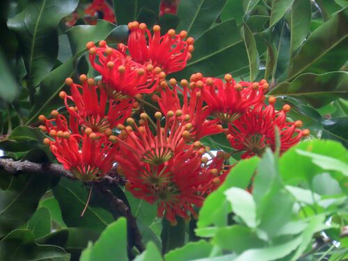 Stenocarpus sinuatus