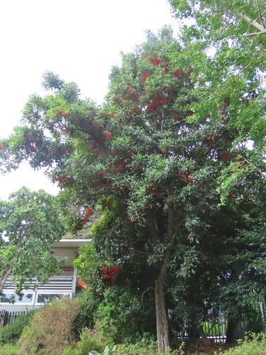 Stenocarpus sinuatus