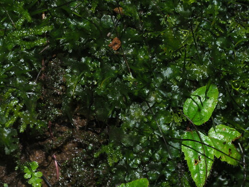 Dendroceros observed 2024-06-29