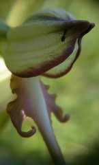 Himantoglossum caprinum