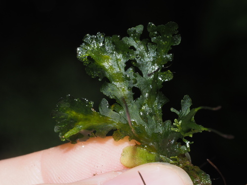 Folioceros fuciformis