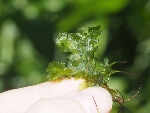 Folioceros fuciformis