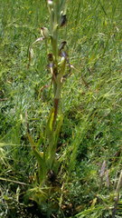 Himantoglossum caprinum