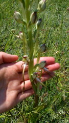 Himantoglossum caprinum