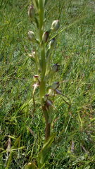Himantoglossum caprinum