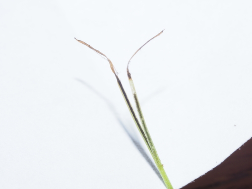 Folioceros fuciformis