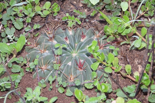 Ferocactus macrodiscus