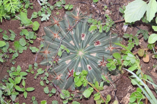 Ferocactus macrodiscus