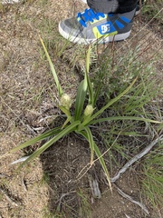 Toxicoscordion venenosum