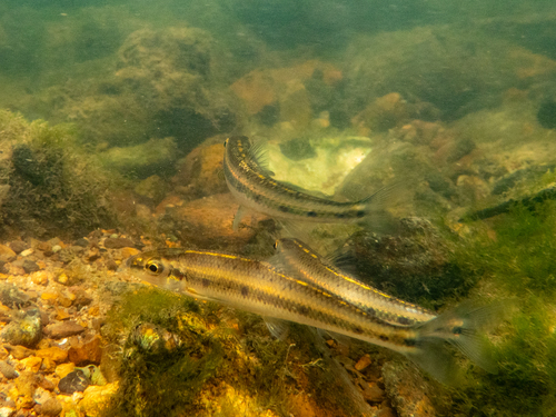 Stroomlijn-kopvoorn (Erimystax dissimilis) — Cyprinidae