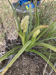 Toxicoscordion venenosum