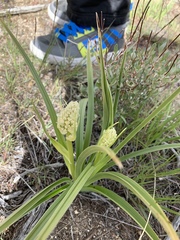 Toxicoscordion venenosum